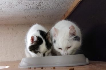 Kissojen adoptointi